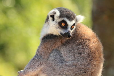 Close-up of an alert lemur looking away
