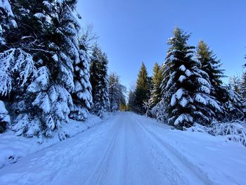 Snow covered road amidst trees against sky