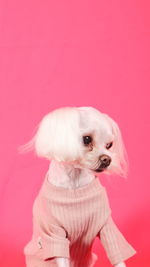 Close-up of dog wearing clothes against coral background