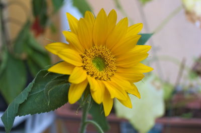 Close-up of sunflower
