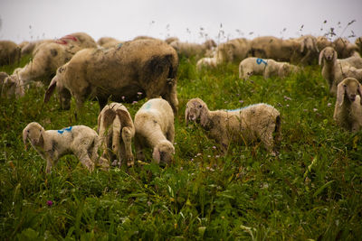 View of sheep on field