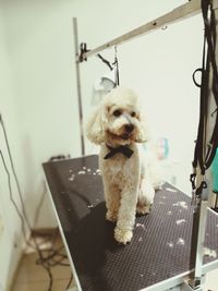 Portrait of dog sitting on seat