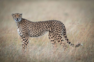 Cheetah standing on field in zoo