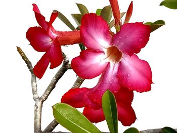 Close-up of pink flowering plant against white background