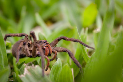 Grass spider