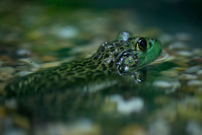 Close-up of frog swimming in lake