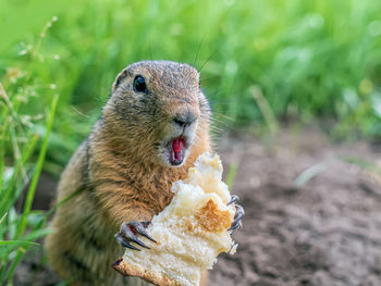 The european ground squirrel is holding a piece of pita in its paws.