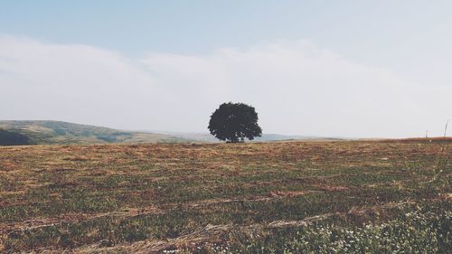 Scenic view of field against cloudy sky