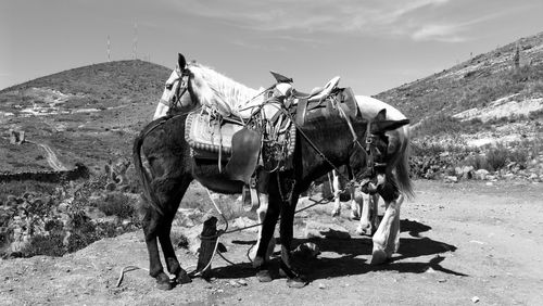 View of horse cart on field