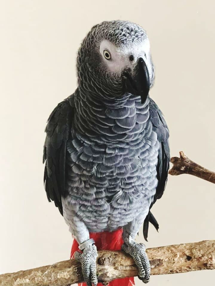 bird, vertebrate, animal themes, animal wildlife, animal, animals in the wild, one animal, perching, parrot, close-up, focus on foreground, no people, day, portrait, branch, tree, looking at camera, nature, beak, wood - material