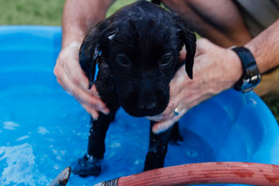 Man giving bath to black labrador puppy in tub