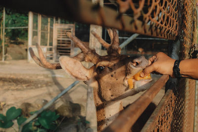 Close-up of deer at zoo