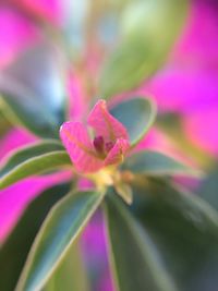 Close-up of pink flowers