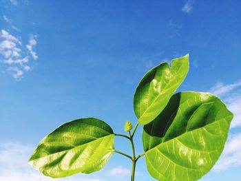 Close-up of fresh green leaves against blue sky