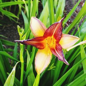 Close-up of red lily blooming outdoors