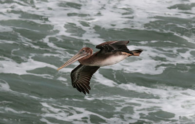 Brown pelican flying over sea