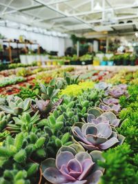 Close-up of flowering plants in greenhouse