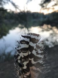 Close-up of zebra