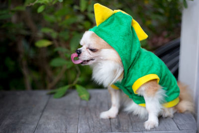 Close-up of a dog looking away