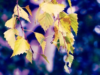 Close-up of yellow leaves against blurred background