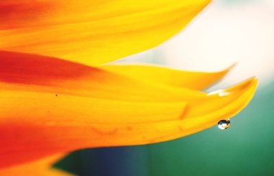 Close-up of yellow flower