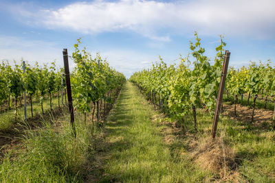 Scenic view of vineyard against sky