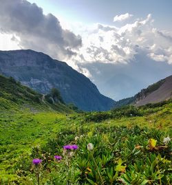 Scenic view of flowering plants and mountains against sky