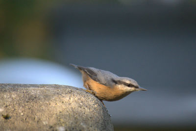 Close-up of bird perching outdoors