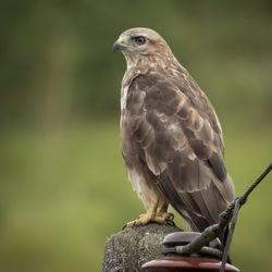 Close-up of eagle perching on wooden post