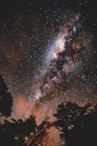 Trees against sky at night