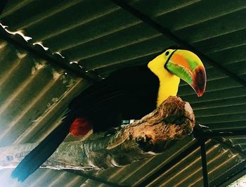 Close-up of a bird perching