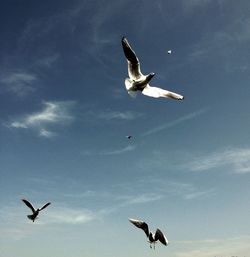 Low angle view of seagulls flying