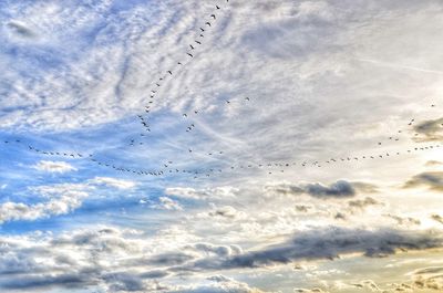 Low angle view of birds flying against sky