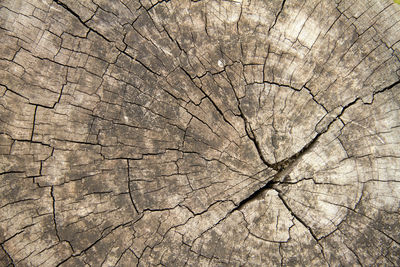 Full frame shot of tree stump