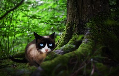 Portrait of cat standing by tree