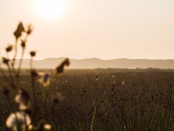 Scenic view of grassy field against sky during sunset