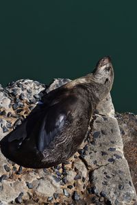 High angle view of lizard on rock