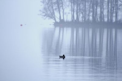 Ducks swimming in lake