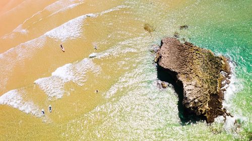 High angle view of animal on beach