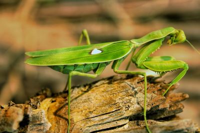 Close-up of insect on leaf