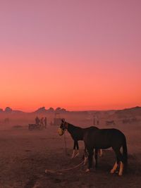 Horses on a field during sunset