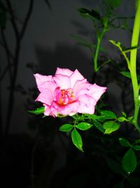 Close-up of pink flower blooming outdoors