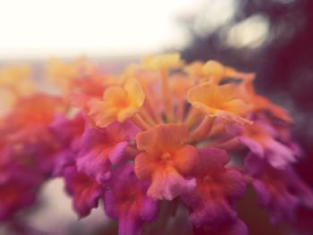 Close-up of pink flowers blooming outdoors