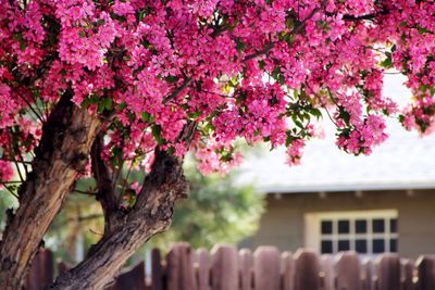 Pink flowers on tree