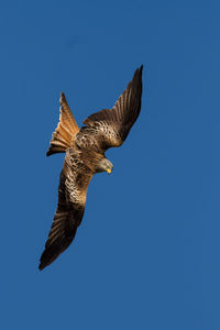 Low angle view of eagle flying against clear sky