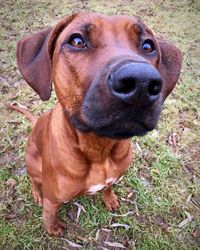 Close-up portrait of dog