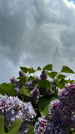 Low angle view of purple flowering plants against sky