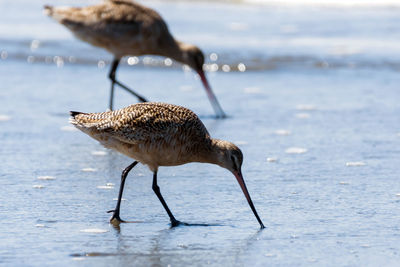 View of bird on beach