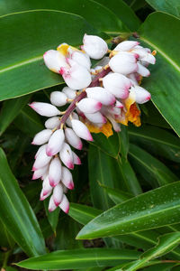 Close-up of pink flowering plant