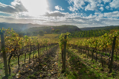 Scenic view of vineyard against sky